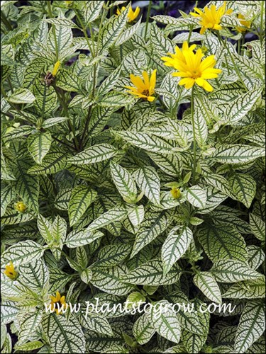 Nice variegated foliage.